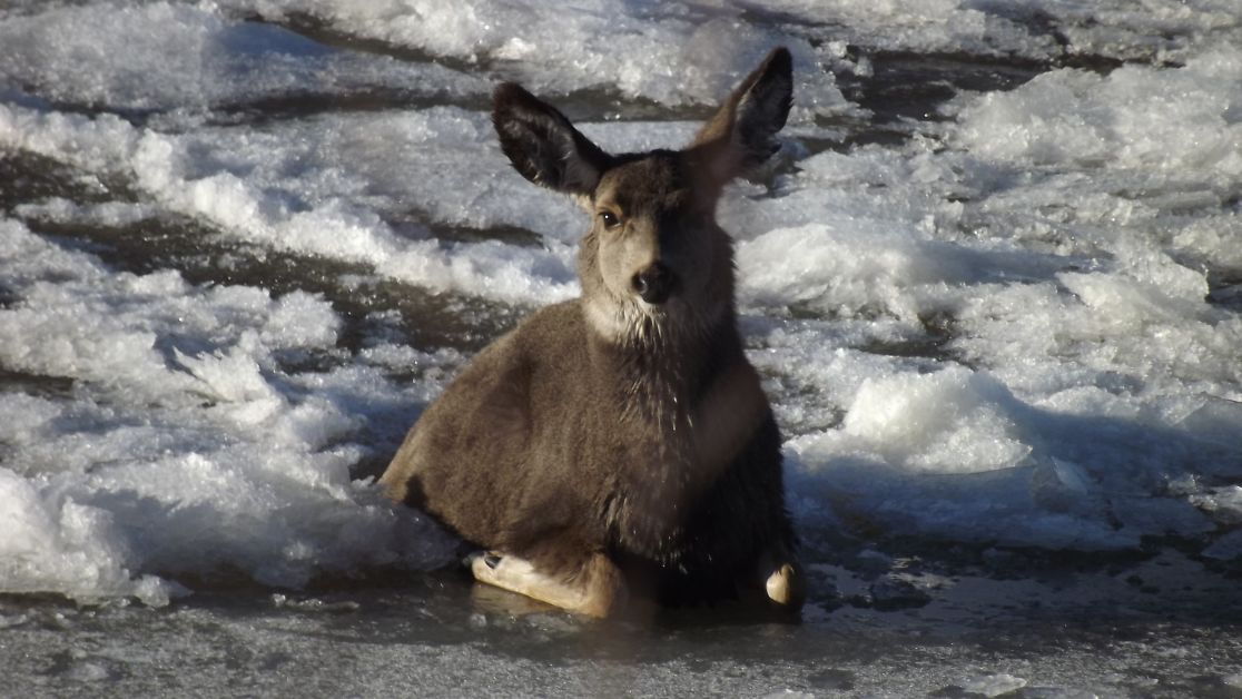 Deer Falls Through Ice Red Deer River Drumheller