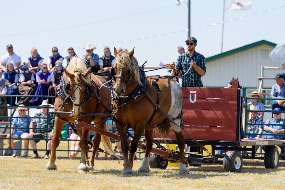 20170729 Rockyford Rodeo Horse Pull TJH 1177