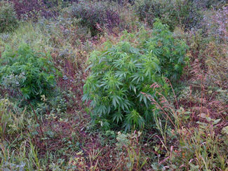 marijuana plants aug 20 1