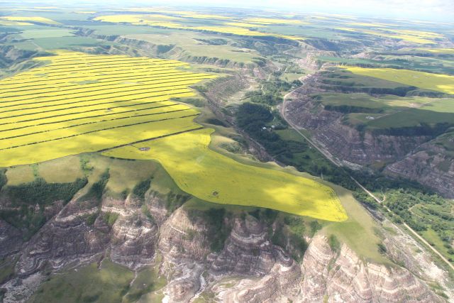 helitour canola