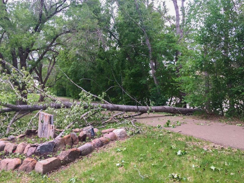 tree at riverside park 1