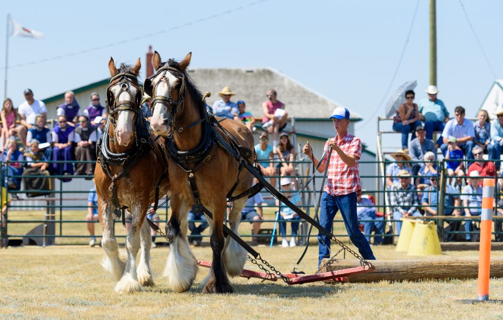 20170729 Rockyford Rodeo Horse Pull TJH 0910