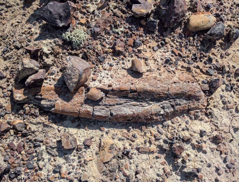 U of S Leg Bone found in Midland Provincial Park