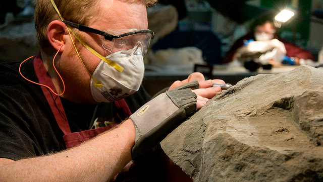 Fossil preparation technician Mark Mitchell receives high honour for the new naming of the nodosaur species that was discovered in 2011. Mitchell spent approximately 5 years and 7,000 hours preparing the specimen for the new Grounds for Discovery exhibit at the Royal Tyrrell Museum. submitted