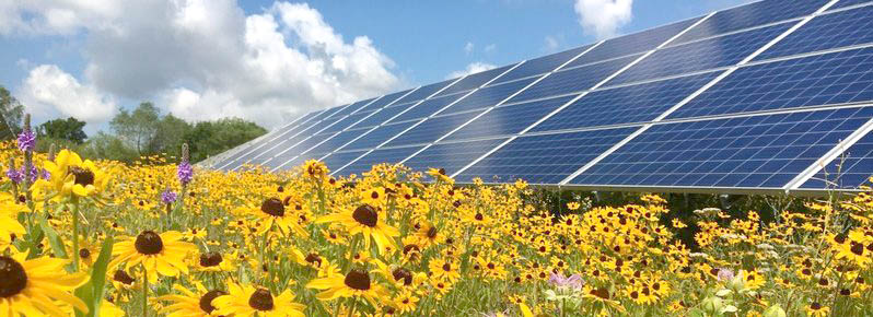 solar farm with black eyed susan e1507092014555