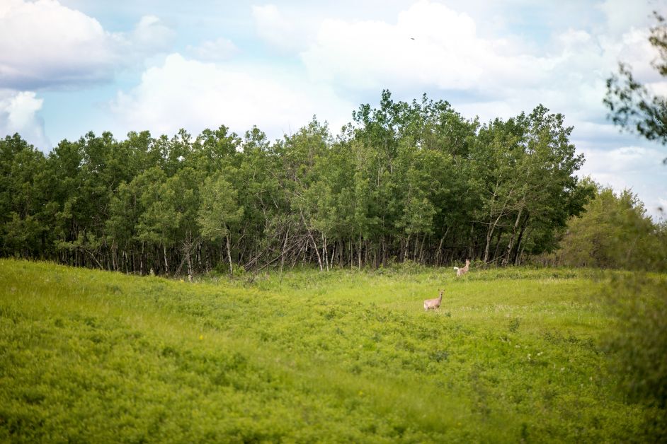 Ferrier property Photo by Brent Calver 1