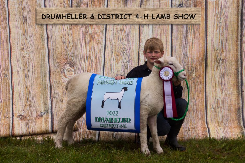 Lamb Champion 2513