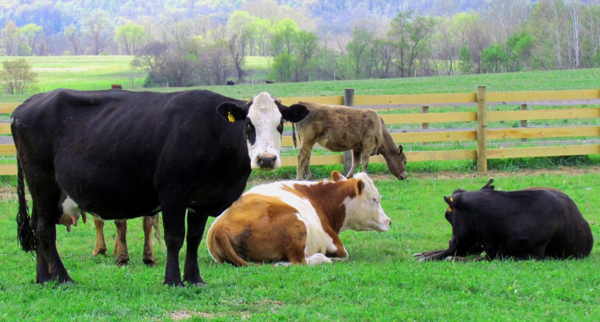 Farm cows