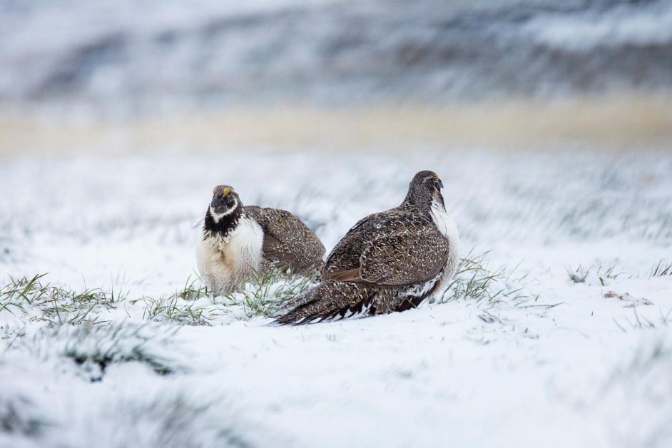 greater sage grouse 6835237 1920