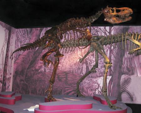 albertosaurus3.jpg