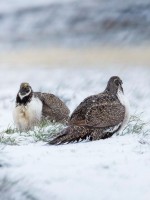 greater sage grouse 6835237 1920